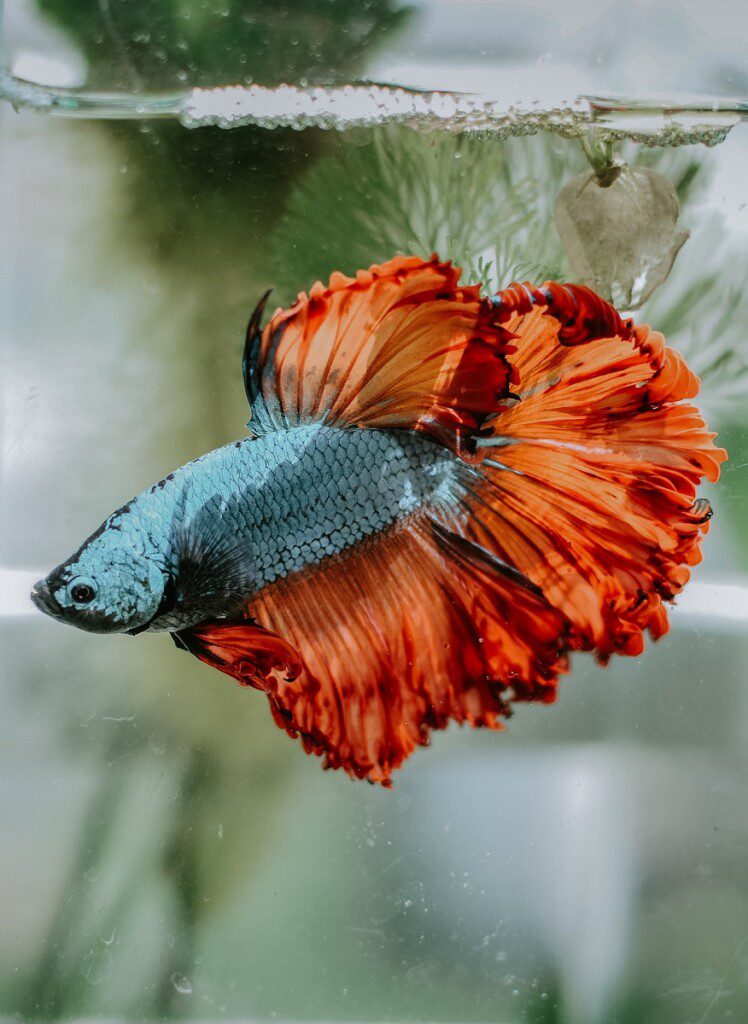 Betta Small Aquarium With Color-Changing LED Lights - 5 Gallon Plastic Tank For Home Decor