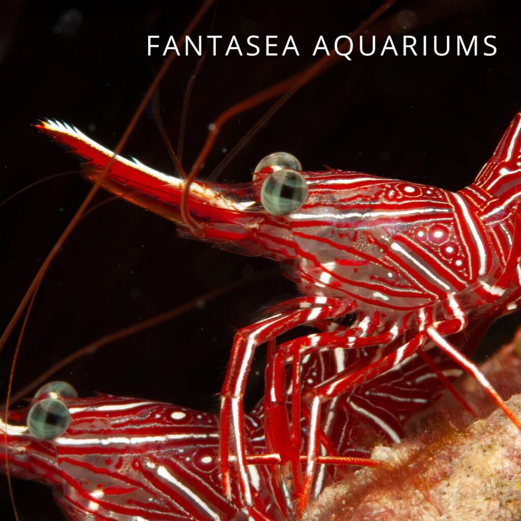 Camel shrimp close-up (Rhynchocinetes durbanensis)