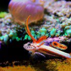 Flaming Prawn Goby Care & Info