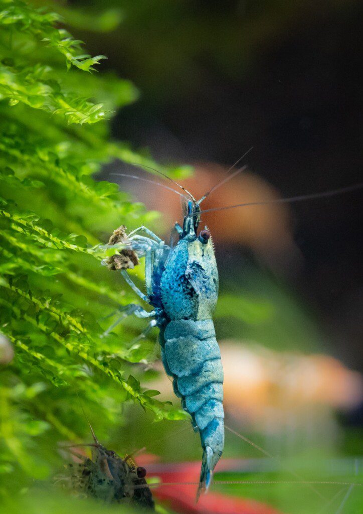 Blue bolt freshwater dwarf shrimp on Christmas moss in the aquarium. 