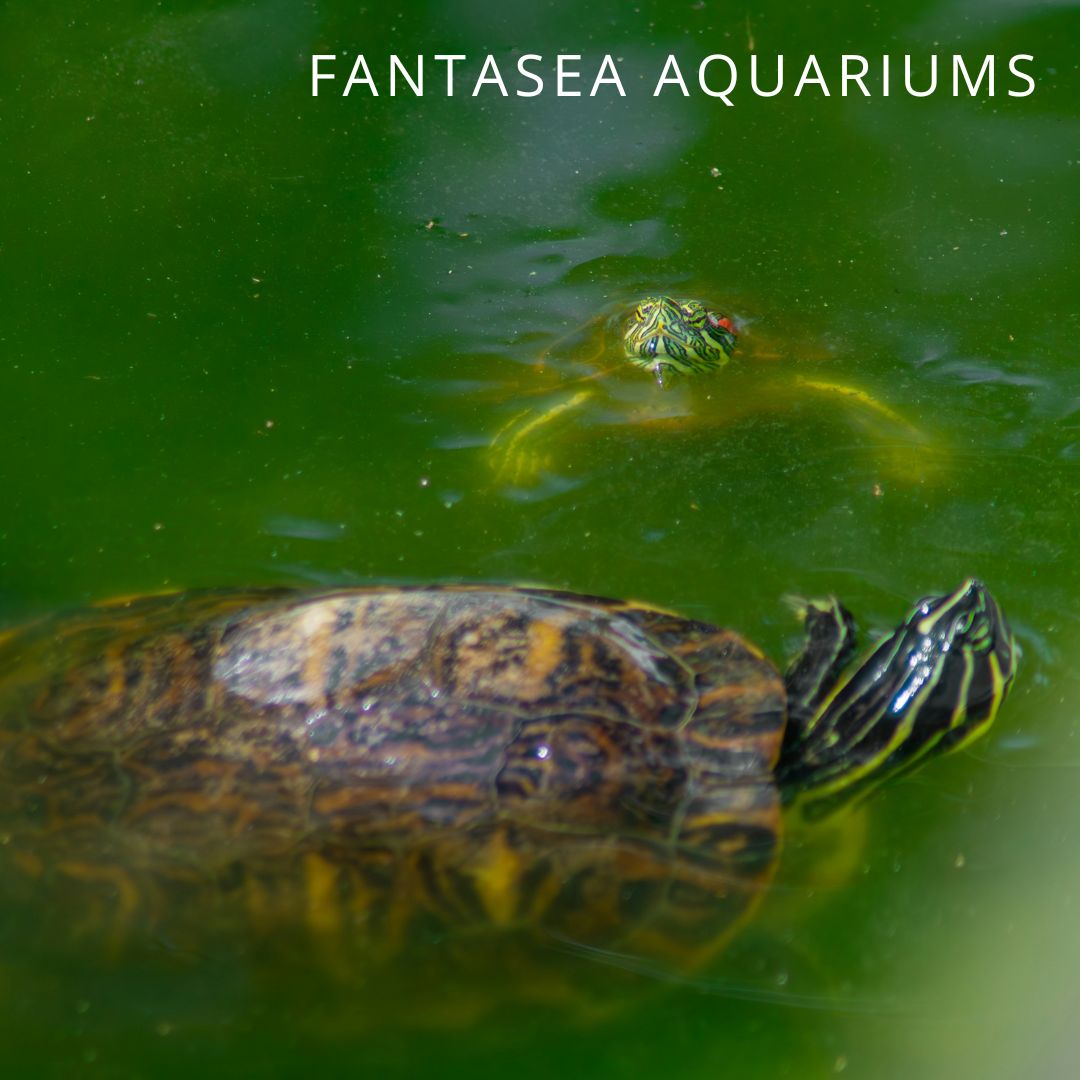 Image showcasing Forget About Fish: 14 Plants for Natural Pond Algae Control - Maryland ...