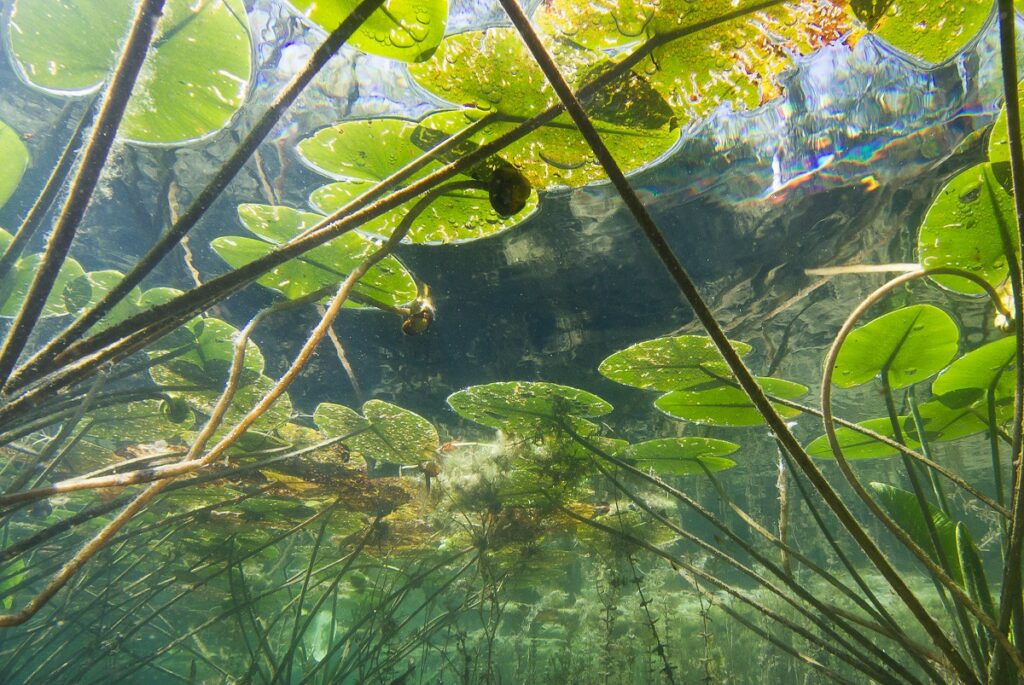 Underwater view of a clear pond with water lily pads reaching towards the surface.