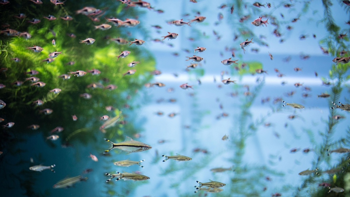 Freshwater aquarium full of lambchop rasboras and other fish