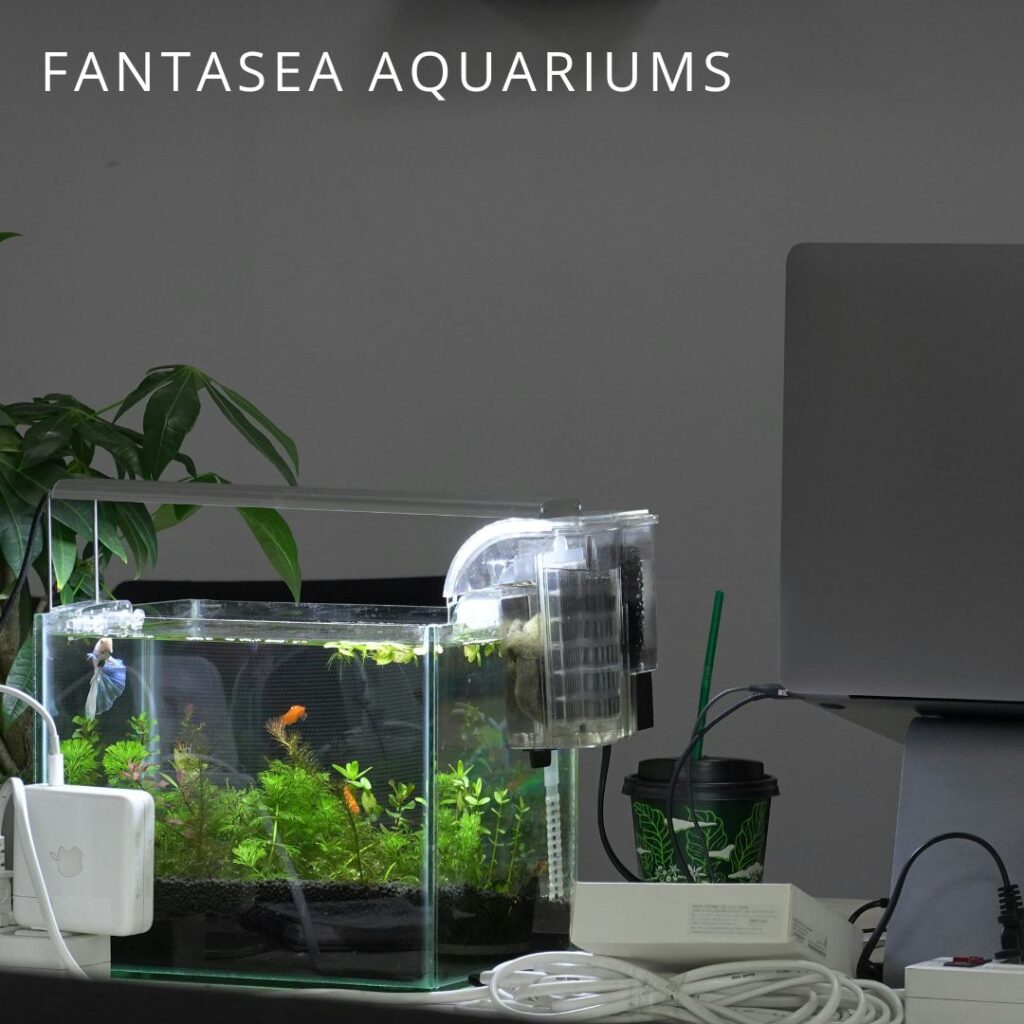 Small desktop aquarium with plants