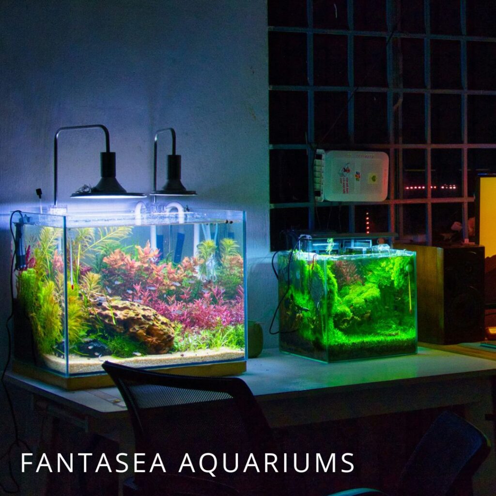 Two planted freshwater aquariums next to each other