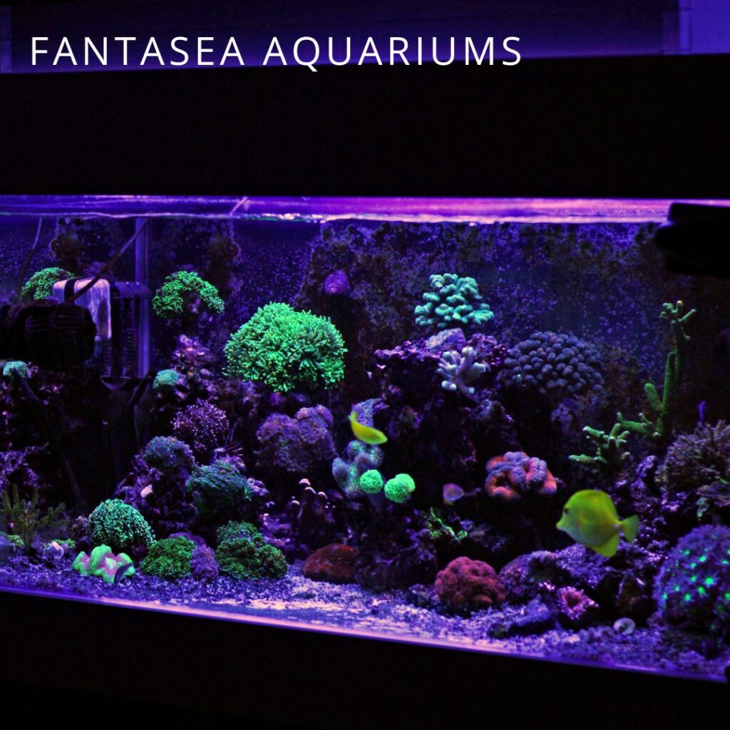 Reef tank with corals and fish
