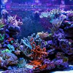 Reef aquarium with colorful corals