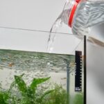 Water being poured into an aquarium with guppy fish from a jug.