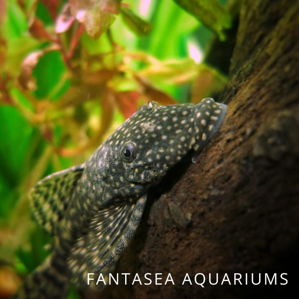 Bristlenose Pleco sitting on driftwood in an aquarium 
