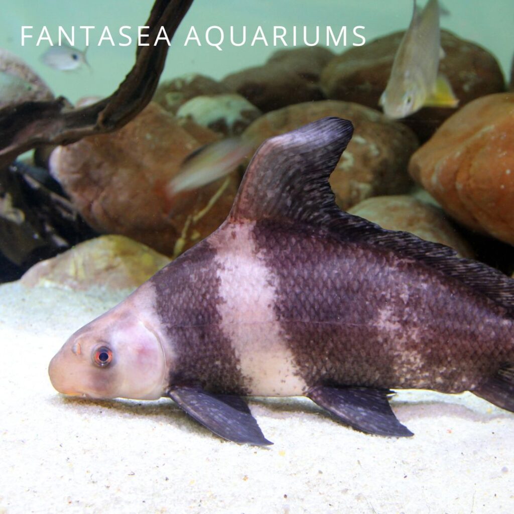 Chinese high-fin banded shark juvenile