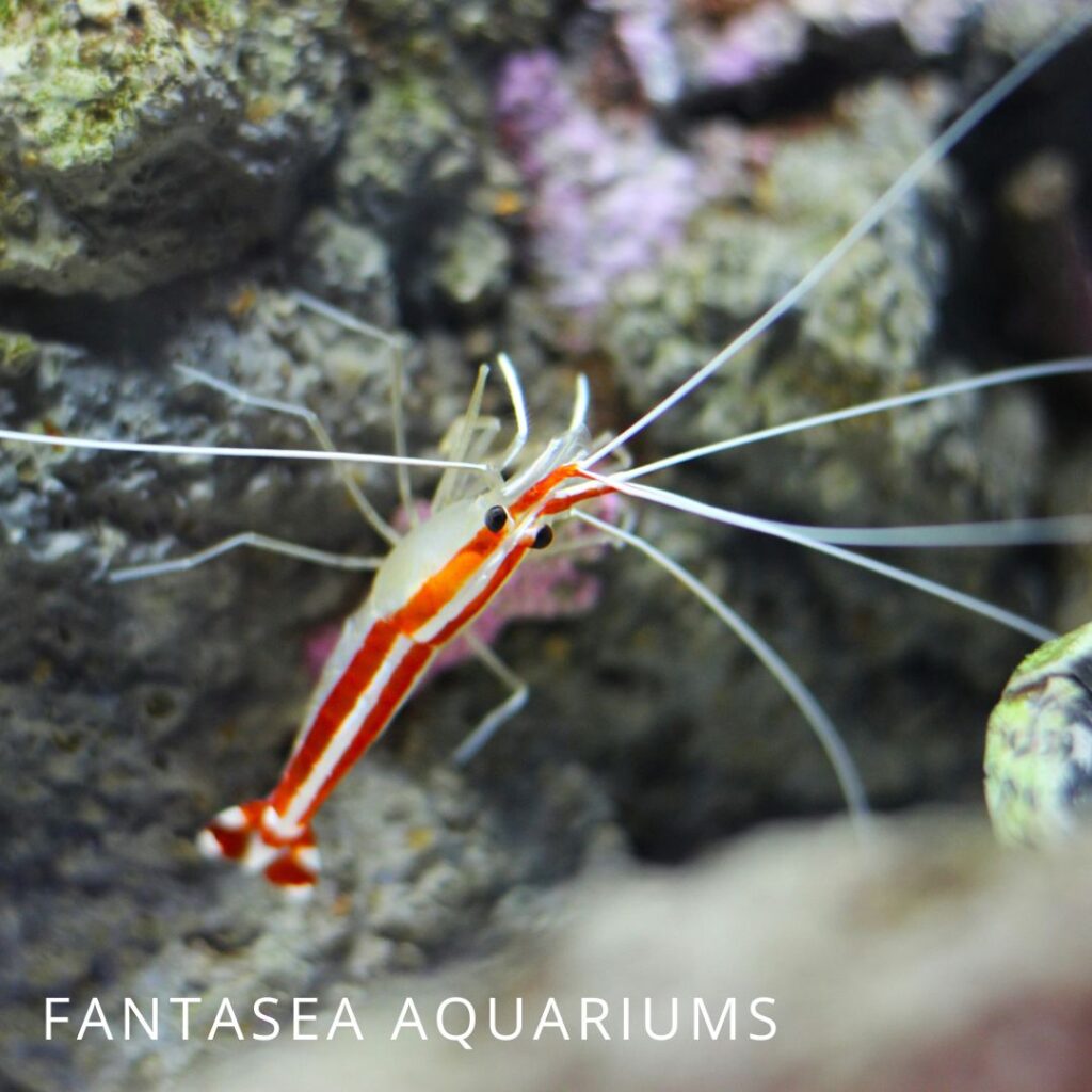 Lysmata amboinensis shrimp