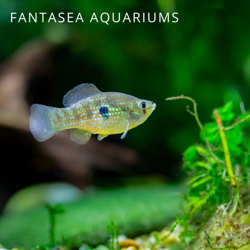American flagfish, a common algae-eating fish for ponds and aquariums