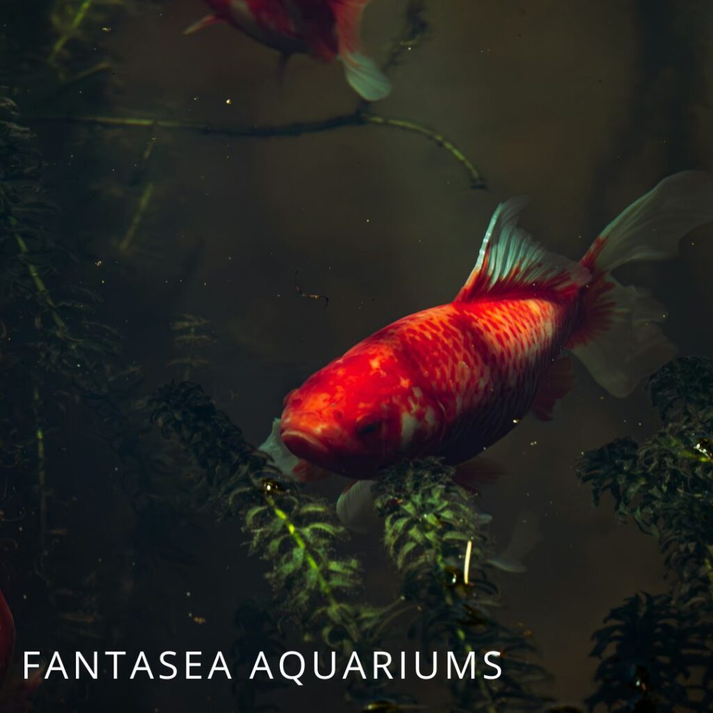 Comet goldfish, a common algae-eating fish for ponds