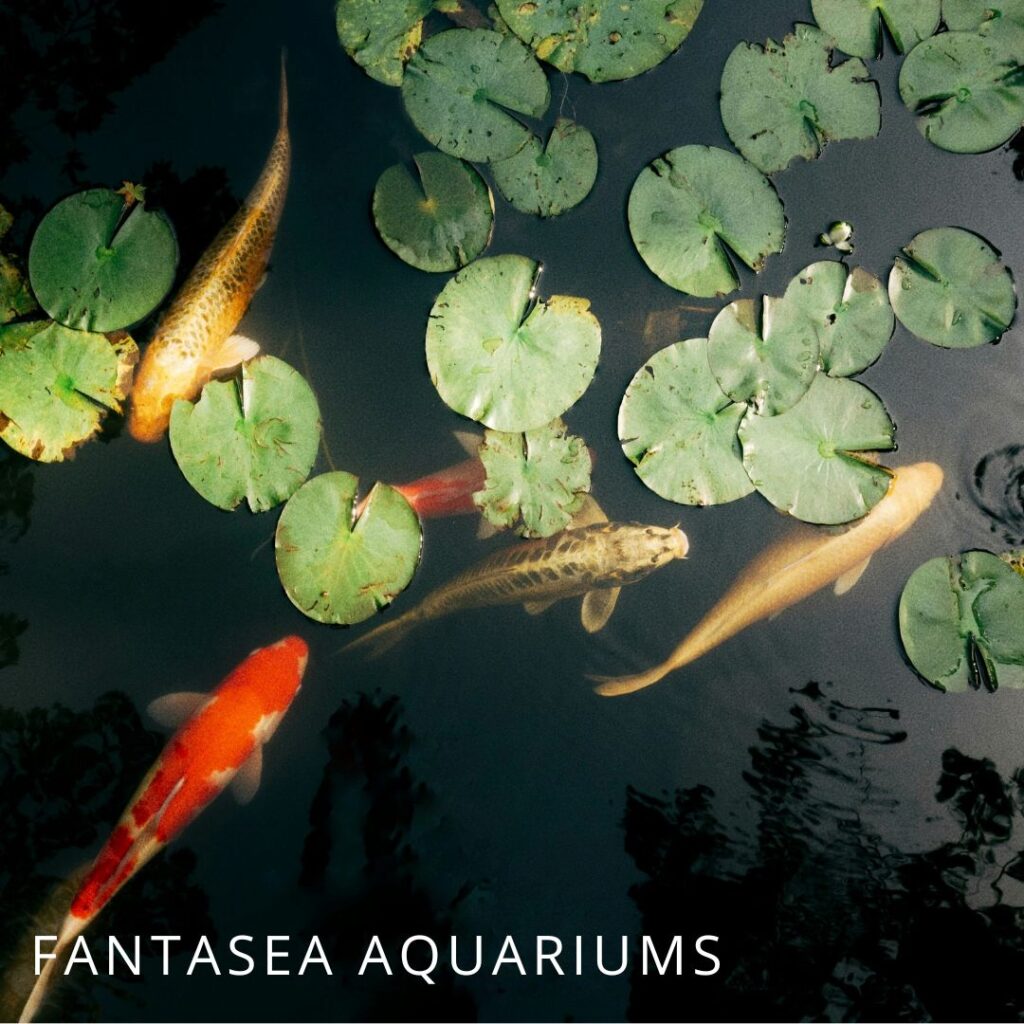 Koi fish in a pond with lily pads