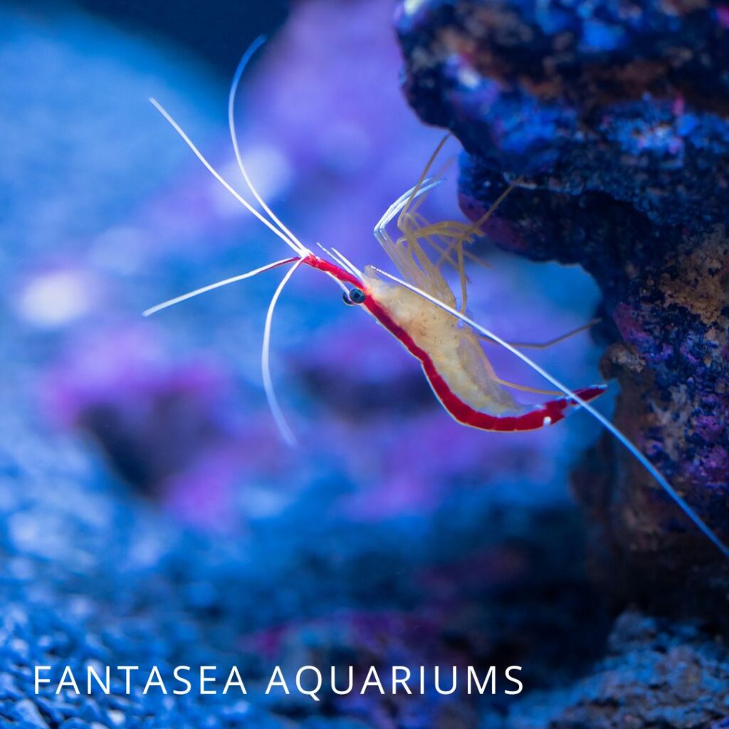 Skunk cleaner shrimp or Lysmata amboinensis