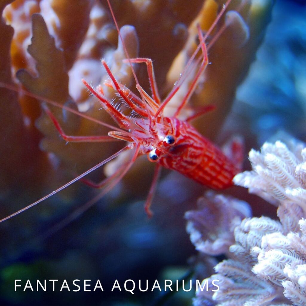 Lysmata boggessi shrimp
