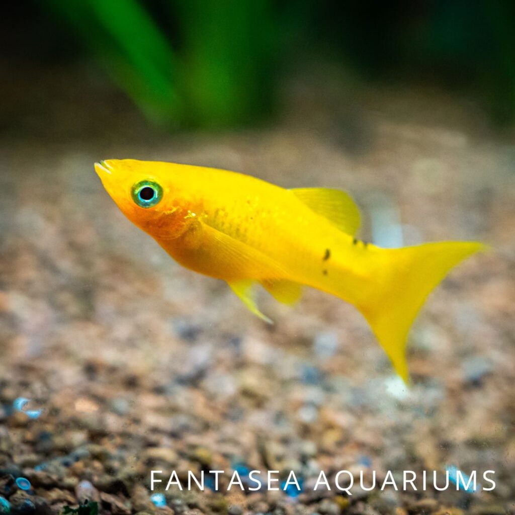 Golden molly fish in an aquarium