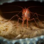 Peppermint shrimp on a reef