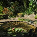 Pond with algae in a sunny garden