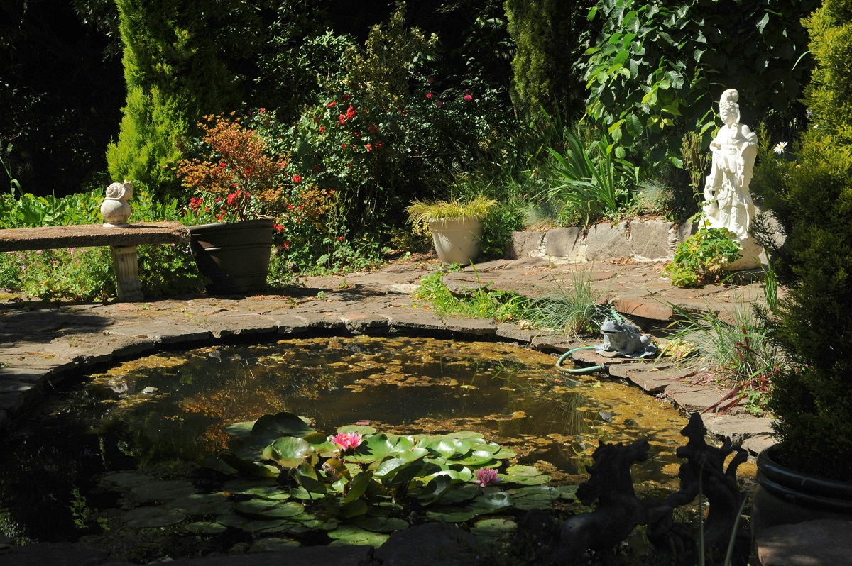 Pond with algae in a sunny garden