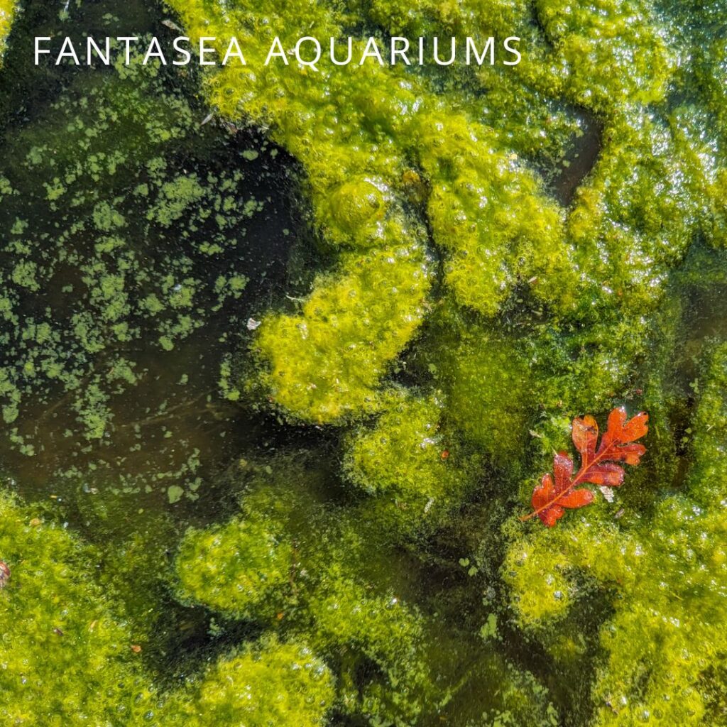 Leaf floating on pond algae