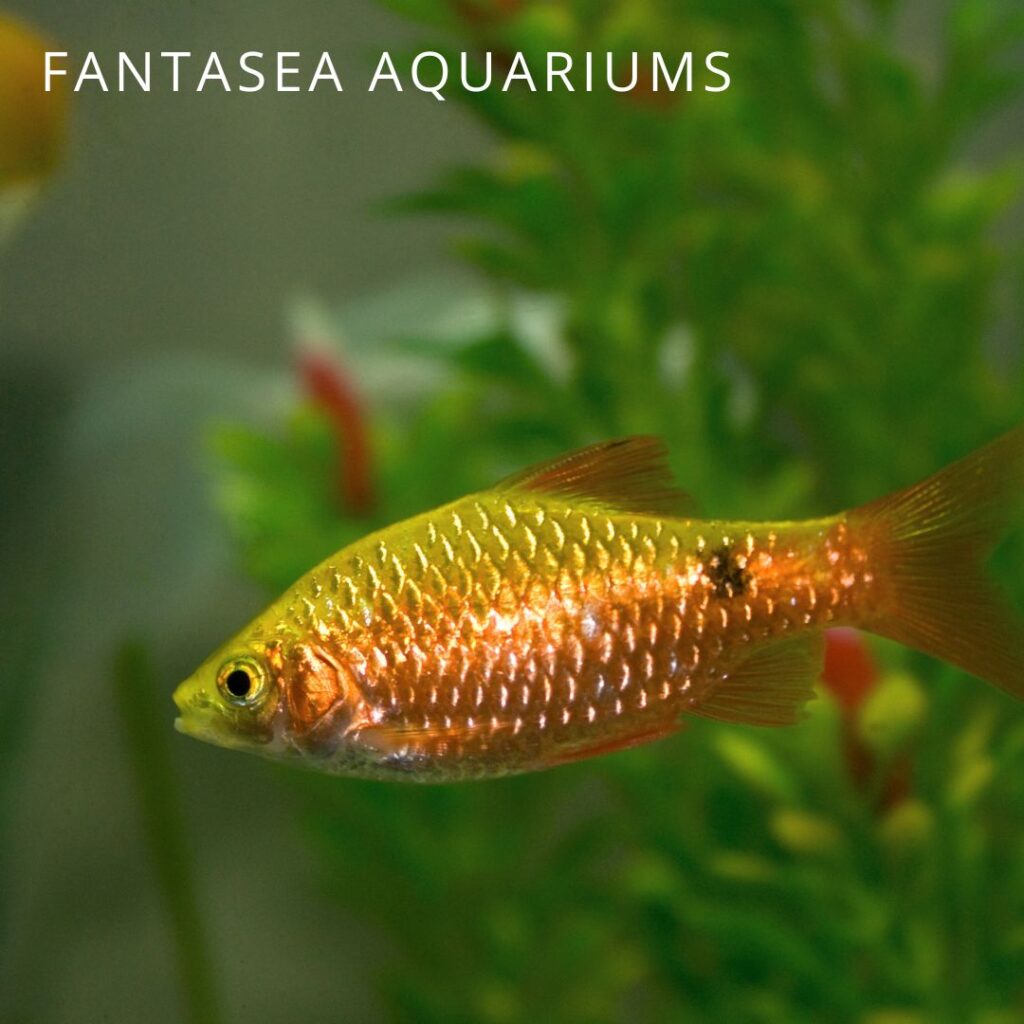 Close-up of a rosy barb fish in an aquarium