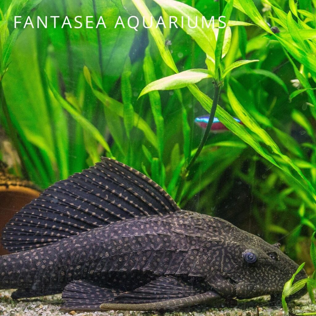 Sailfin Pleco in an aquarium.