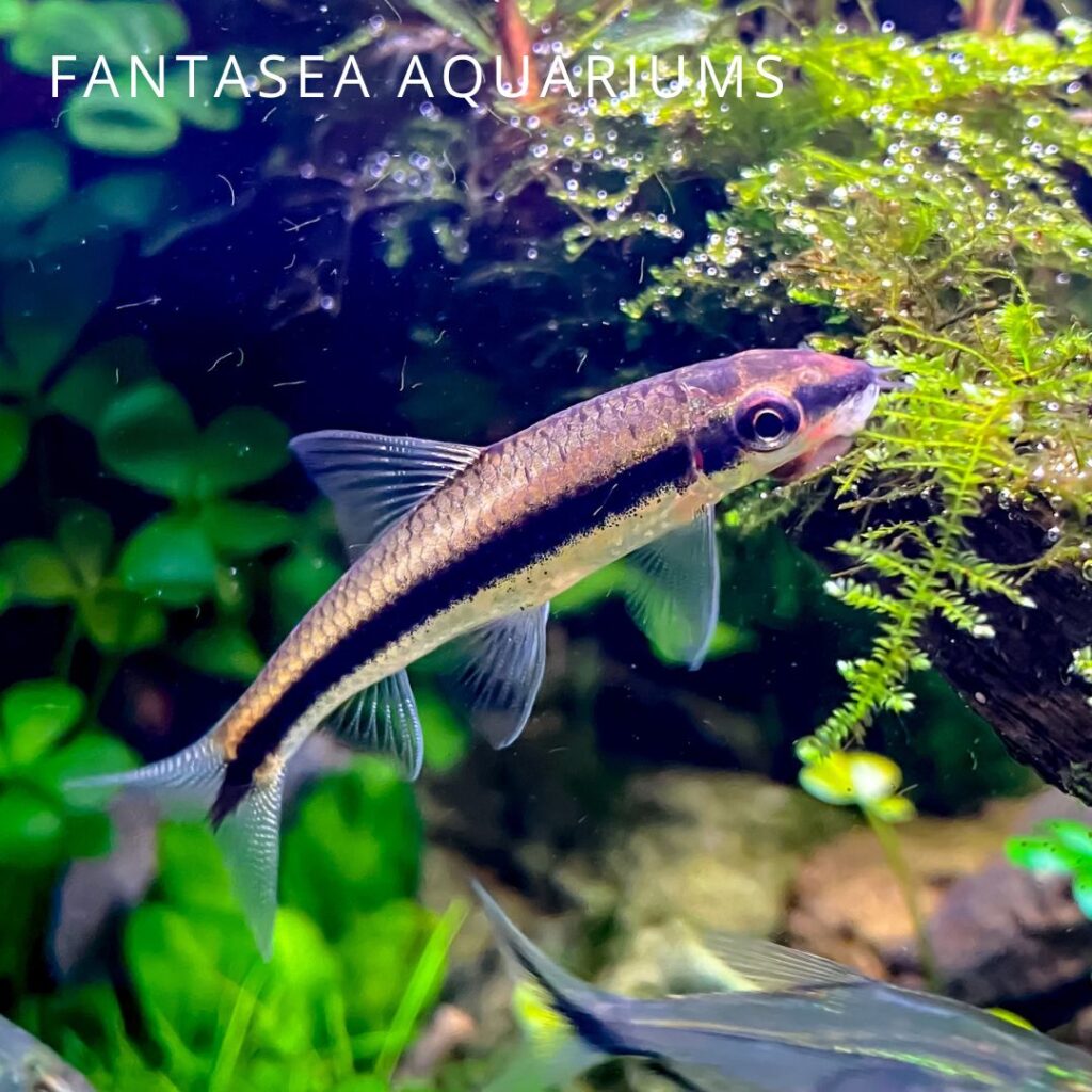 Siamese algae eater in a planted aquarium