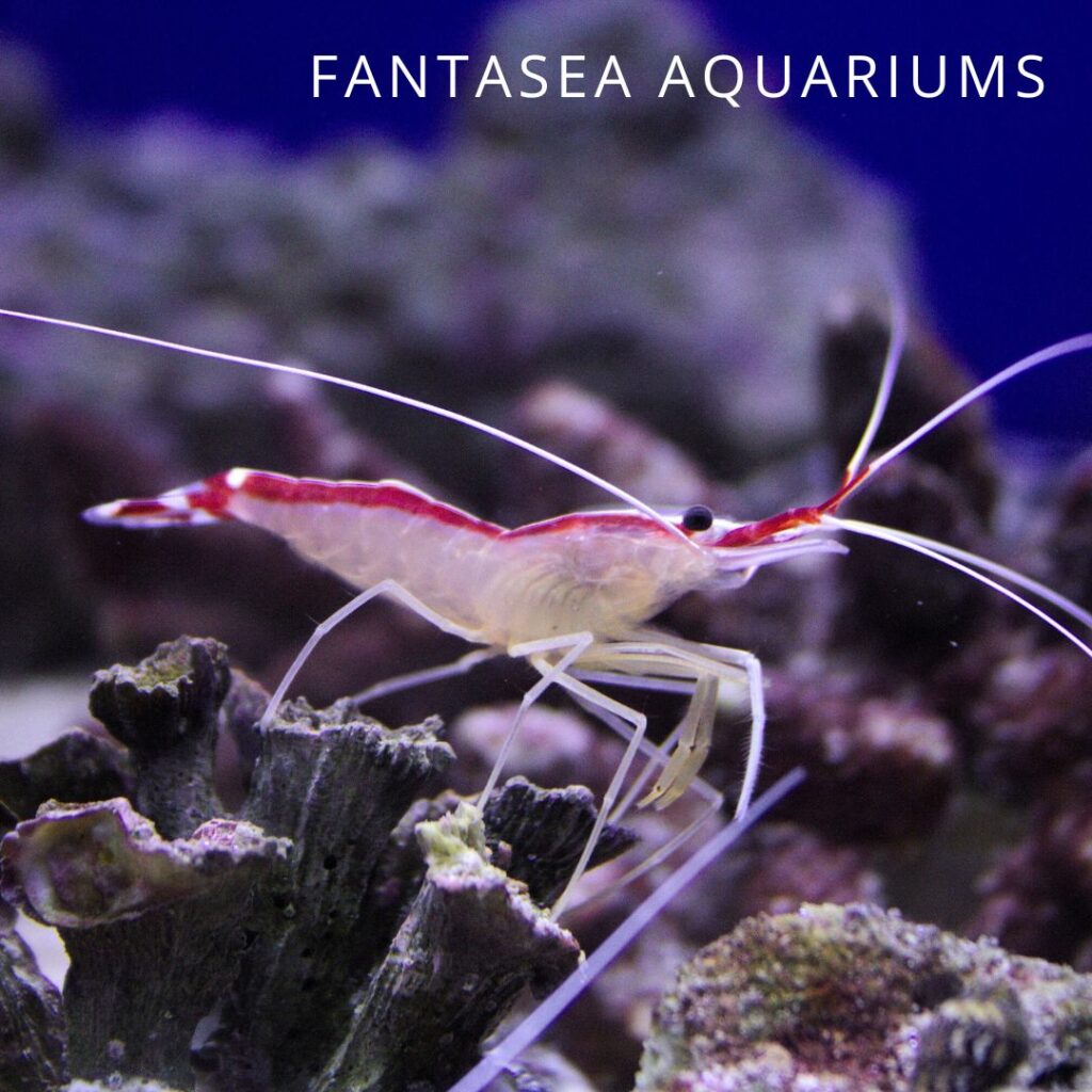 Skunk cleaner shrimp in a pet store