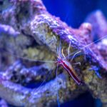 Skunk cleaner shrimp in a reef aquarium
