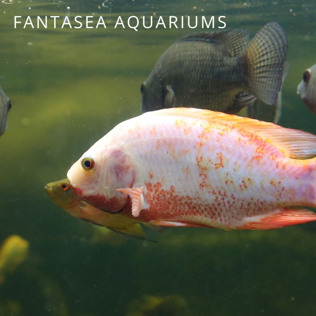 Tilapia fish in a pond