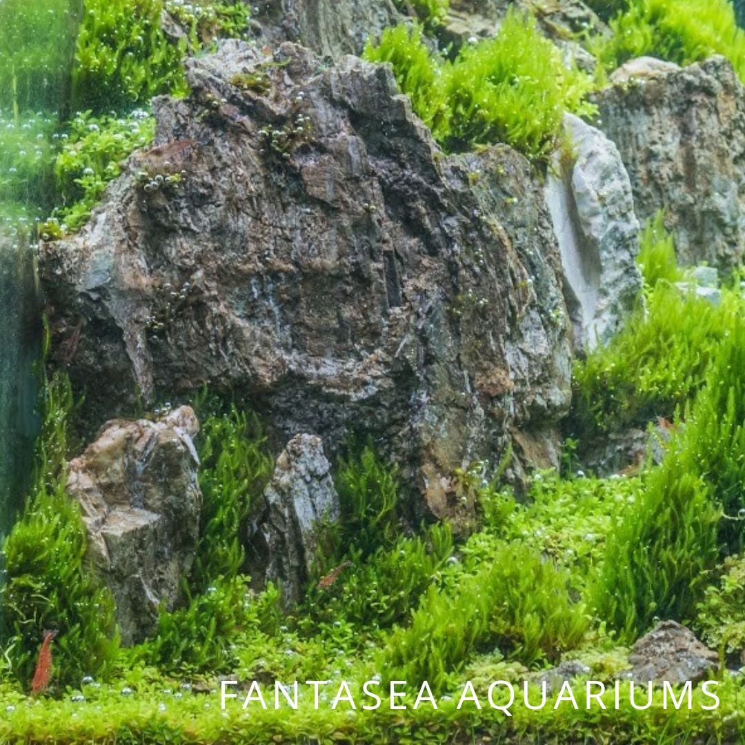 Aquascaping for Dummies: Starting Your Nature Aquarium - Maryland ...