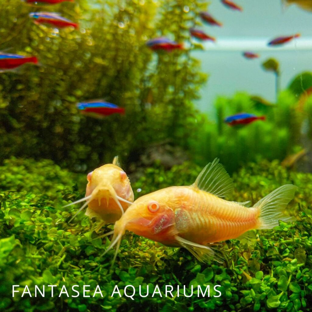 Albino Corydoras catfish and cardinal tetra fish in a planted aquarium