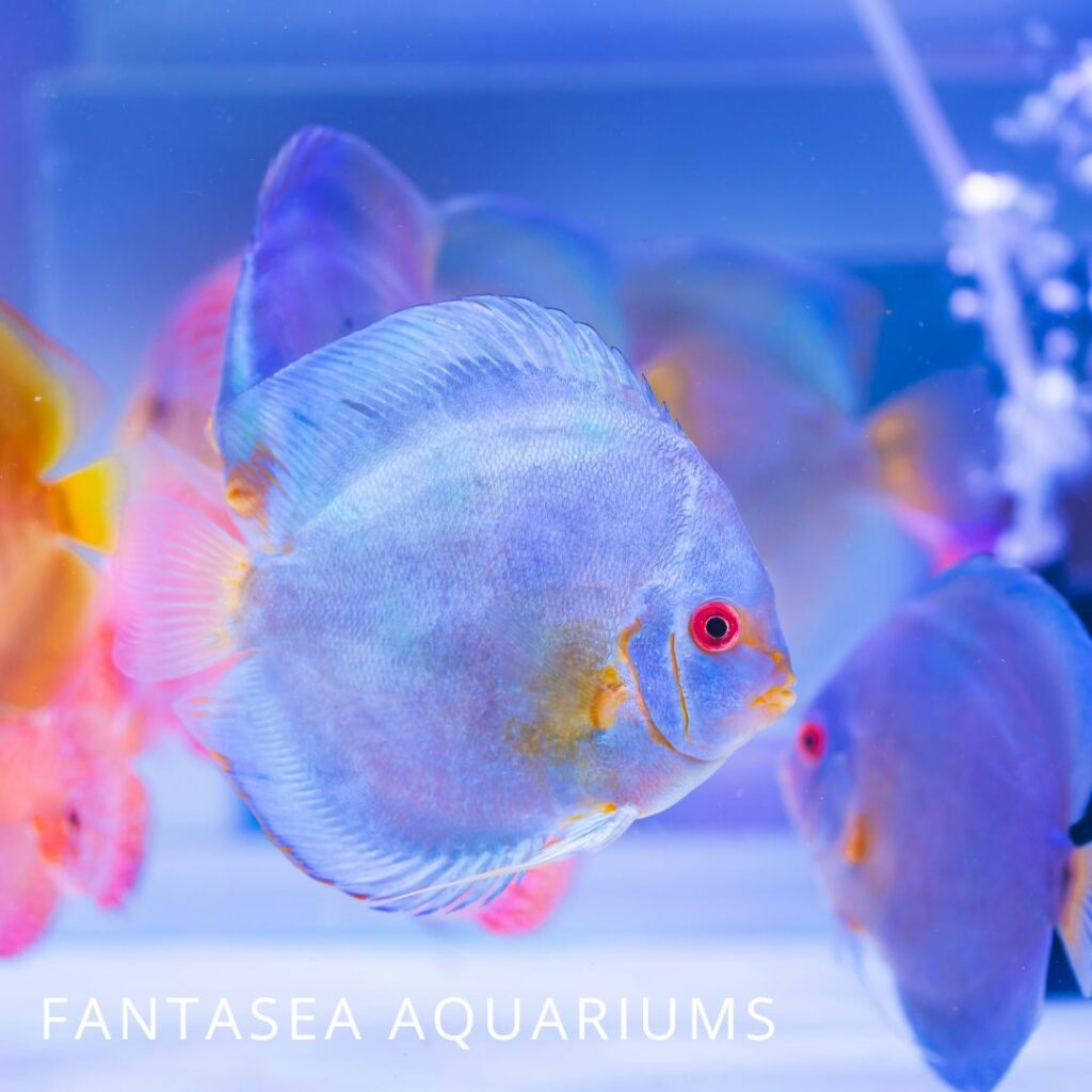 Blue discus fish in a pet store display tank