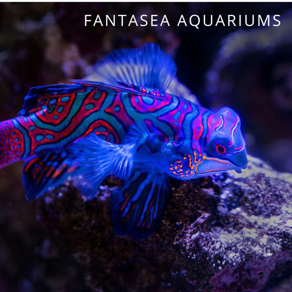 Mandarin goby fish in an aquarium