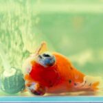 Photo of sick goldfish lying on its side for a guide to new tank syndrome in aquariums