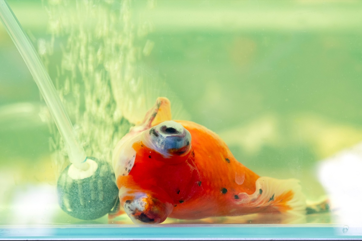 New Tank Syndrome Explained (& How To Save Your Fish)