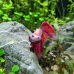 Betta fish in planted aquarium