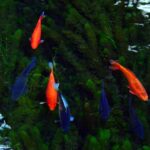 Orange and black goldfish in a plant-filled pond