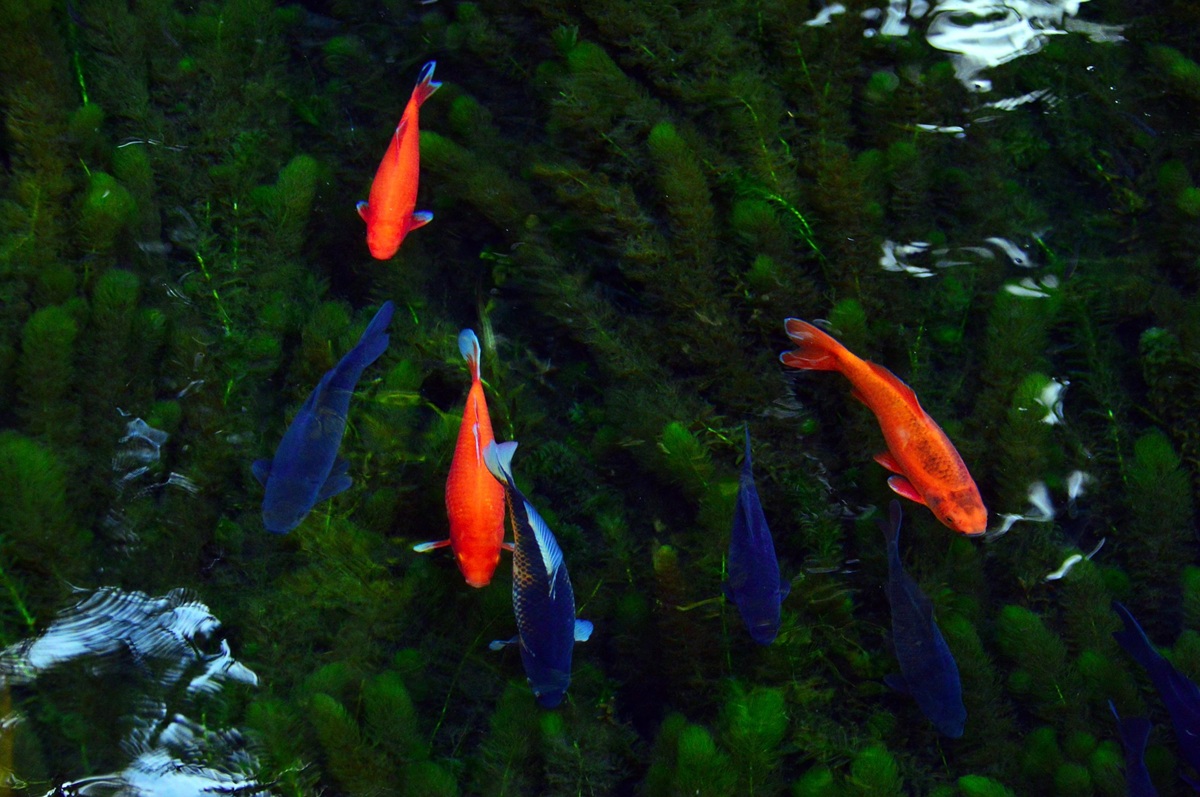 Researchers Show Feral Goldfish Can Ruin Local Lake Ecosystems