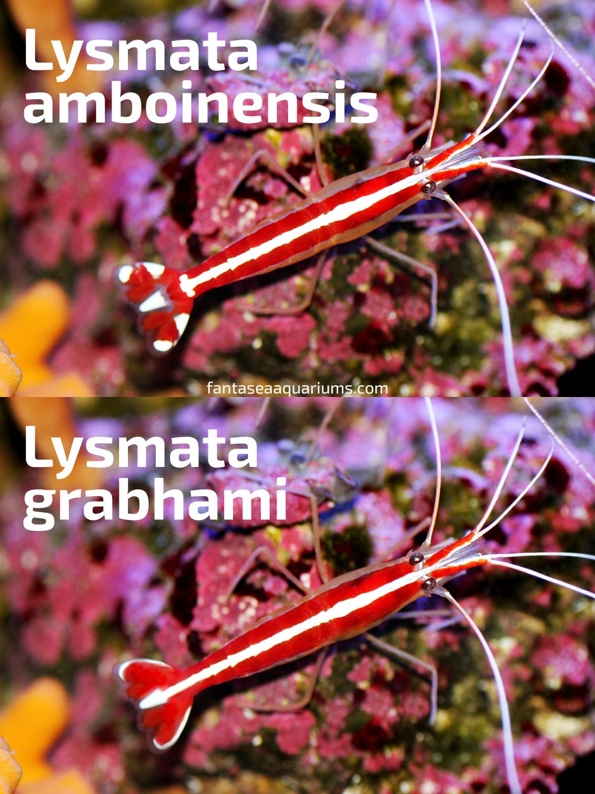 Split image showing difference between Lysmata amboinensis and Lysmata grabhami cleaner shrimp