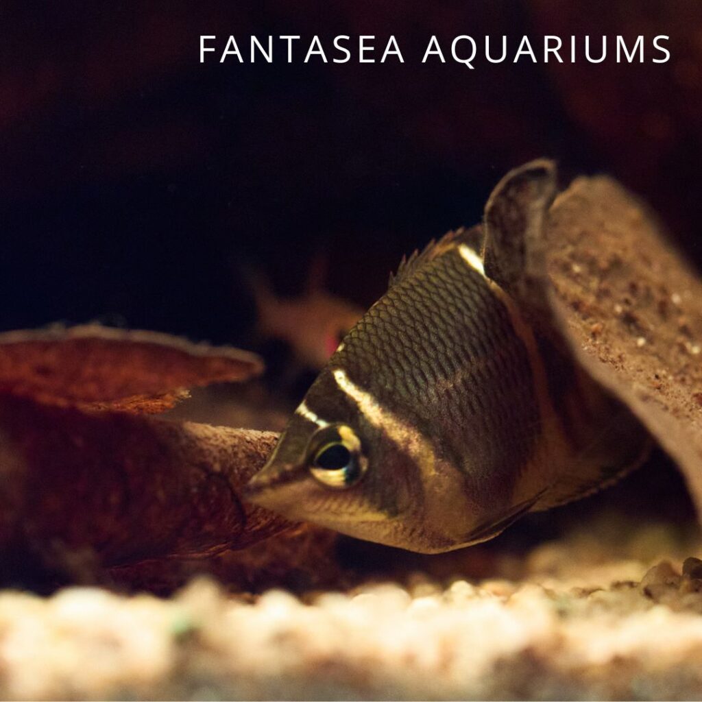 Chocolate gourami fish