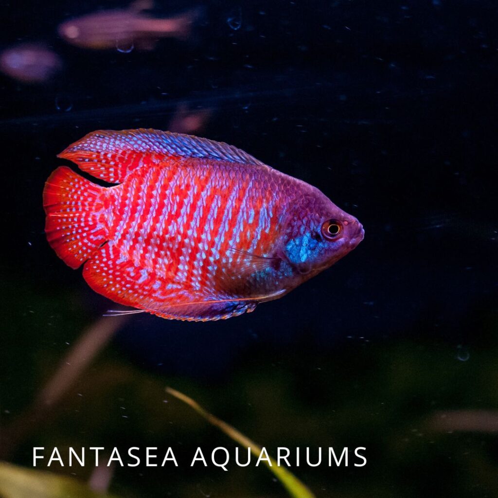 Trichogaster lalius or dwarf gourami fish in an aquarium