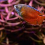 Flame gourami fish in densely planted aquarium