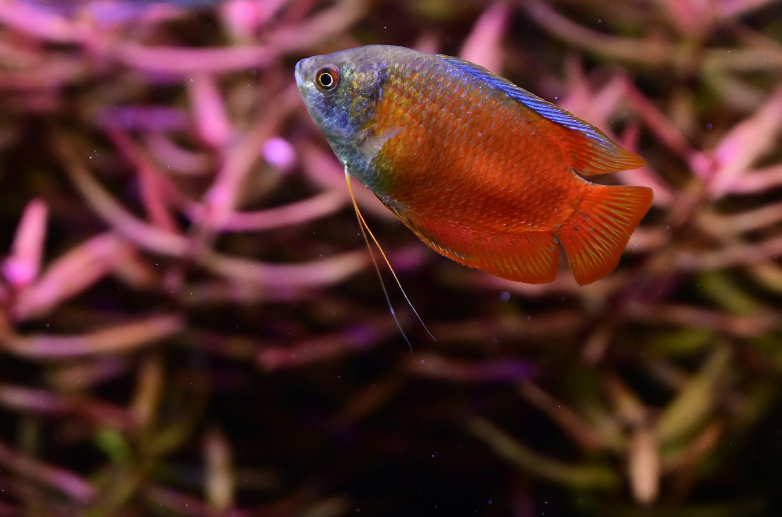 Flame gourami fish in densely planted aquarium