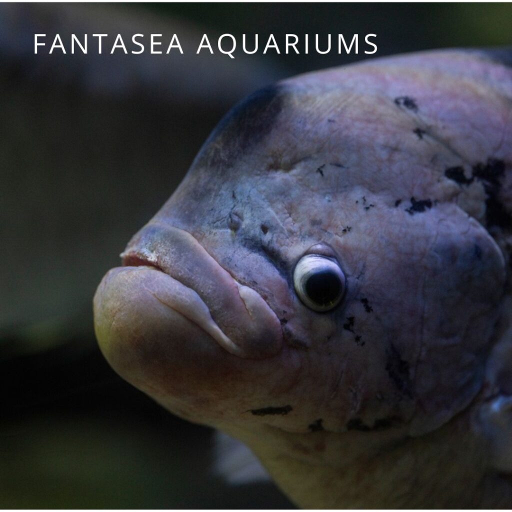 Giant gourami fish in aquarium, close-up portrait