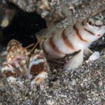 Shrimp goby and pistol shrimp duo peeking out of their seafloor burrow