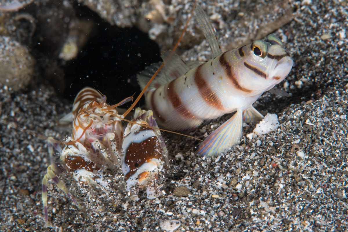 Shrimp goby and pistol shrimp duo peeking out of their seafloor burrow