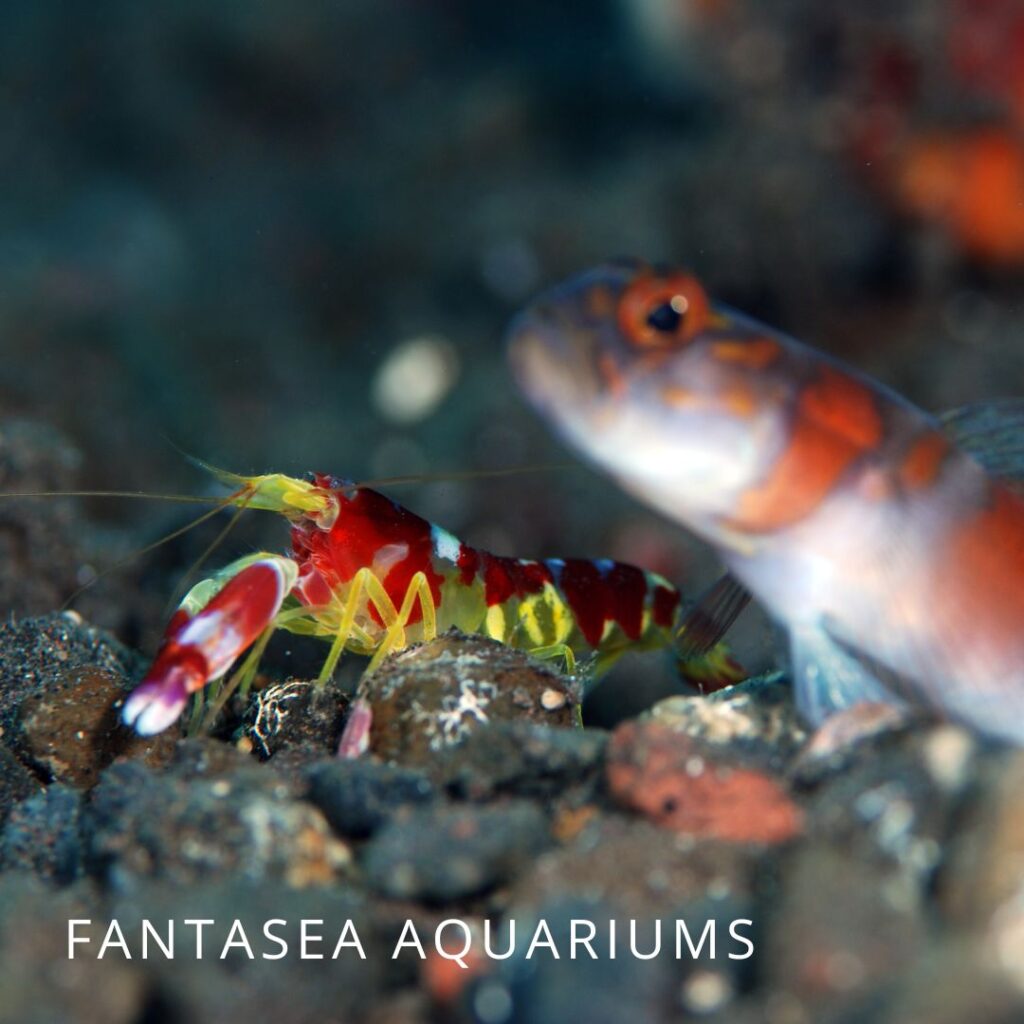 Close-up of a pistol shrimp next to a shrimp goby fish.