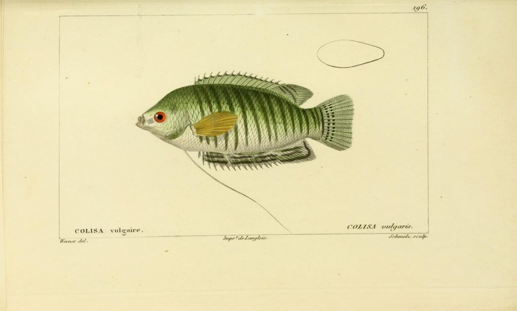 Cuvier engraving of banded gourami, then dubbed Colisa vulgaris (now Trichogaster fasciata)